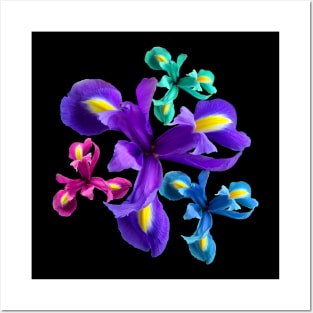 Irises, iris, iris flowers, petals, floral, flower Posters and Art